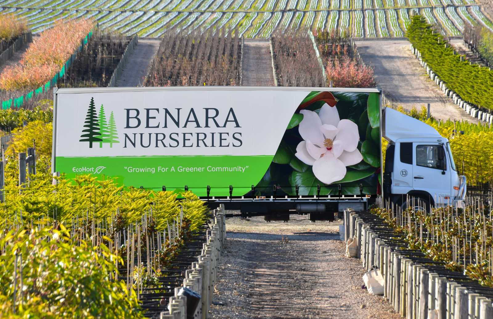 Benara Nursery - SEO Case Study