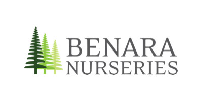 Benara Nursery - SEO Case Study